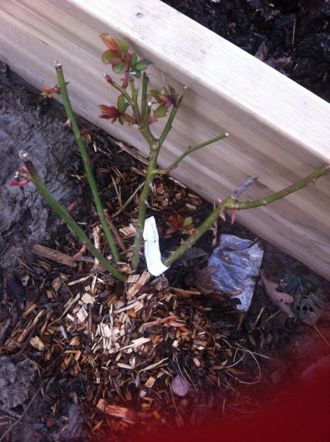 20130227-012506 PM.jpg