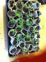 20130322-062821 PM.jpg