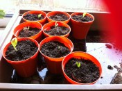 20130322-062841 PM.jpg