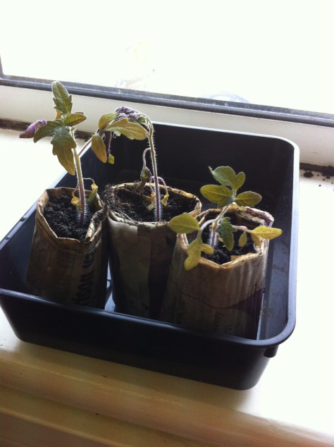 20130411-084330 PM.jpg