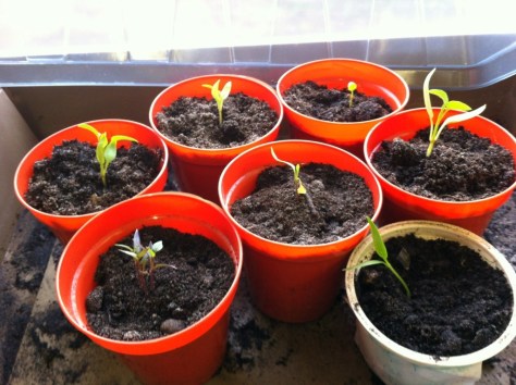 20130412-083403 AM.jpg