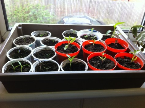 20130425-065917 PM.jpg