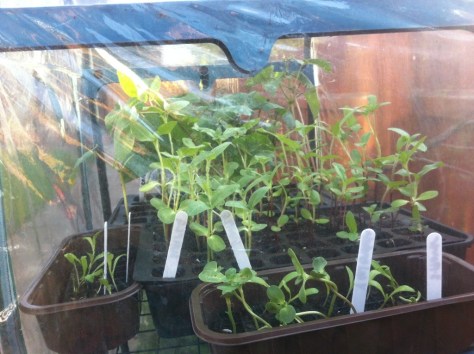 20130507-081950 PM.jpg