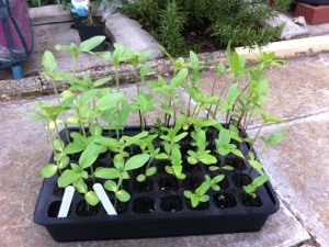 20130510-070349 PM.jpg