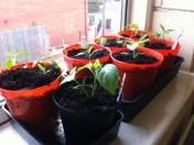 20130521-053650 PM.jpg