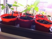 20130521-053704 PM.jpg