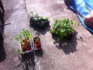 20130525-043312 PM.jpg