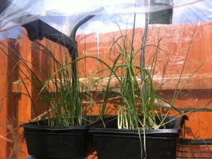 20130531-024119 PM.jpg