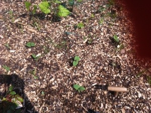 20130531-024203 PM.jpg