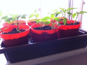 20130603-061918 PM.jpg