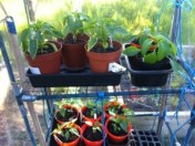 20130604-075433 PM.jpg