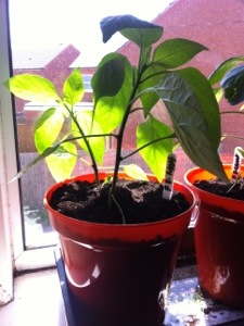 20130606-072734 PM.jpg