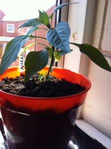 20130606-072944 PM.jpg