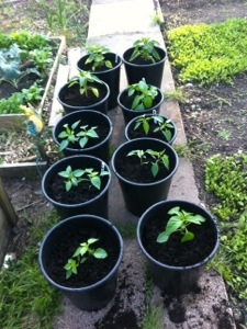 20130606-073045 PM.jpg