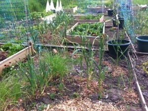 20130608-070807 PM.jpg