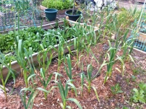 20130608-070813 PM.jpg