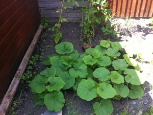 20130724-042424 PM.jpg