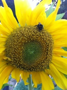 20130806-070922 PM.jpg