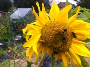 20130808-032947 PM.jpg