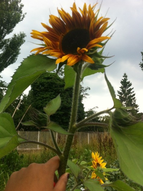 20130808-033022 PM.jpg