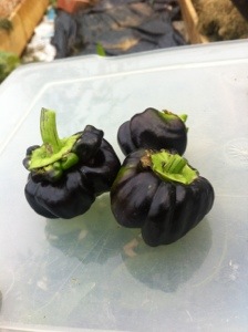 20130825-032035 PM.jpg