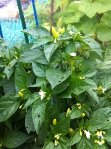 20130825-032733 PM.jpg