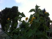 20130829-080209 PM.jpg