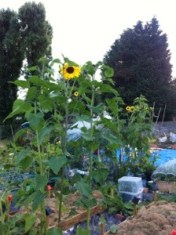 20130829-080217 PM.jpg