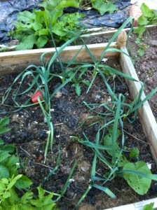 20130905-080219 PM.jpg