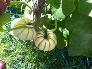 20130907-062549 PM.jpg