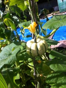 20130907-062624 PM.jpg