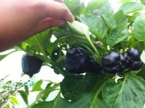 20130914-043253 PM.jpg