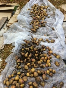 20130918-052150 PM.jpg