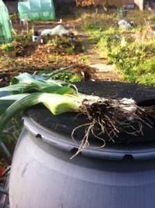 20131123-014749 pm.jpg