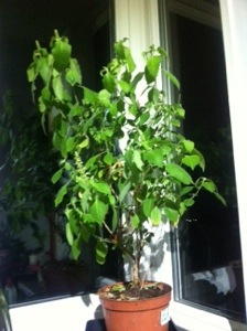 20131202-091303 pm.jpg