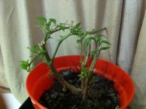 20131214-014731 pm.jpg