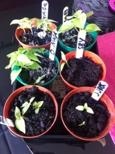 20140410-102532 am.jpg