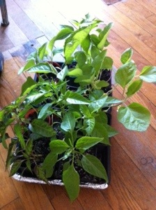 20140414-061444 pm.jpg