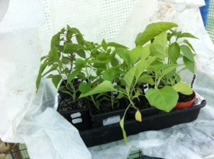 20140414-061455 pm.jpg