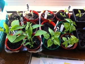 20140414-061859 pm.jpg