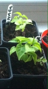 20140417-084650 am.jpg