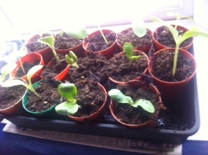 20140426-105725 am.jpg