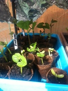 20140426-110409 am.jpg