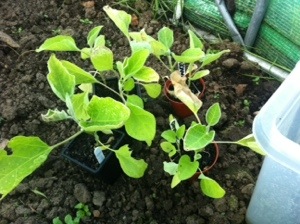 20140507-073945 pm.jpg