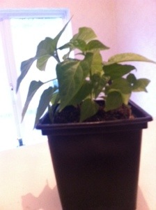 20140507-081708 pm.jpg