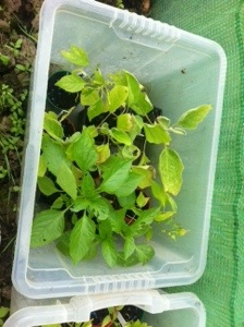 20140511-015755 pm.jpg