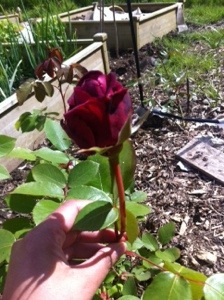 20140511-020901 pm.jpg