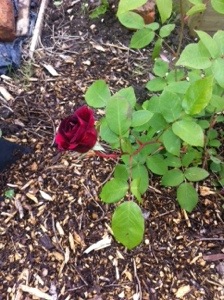 20140511-020912 pm.jpg