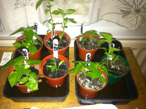 20140521-095859 pm-79139876.jpg