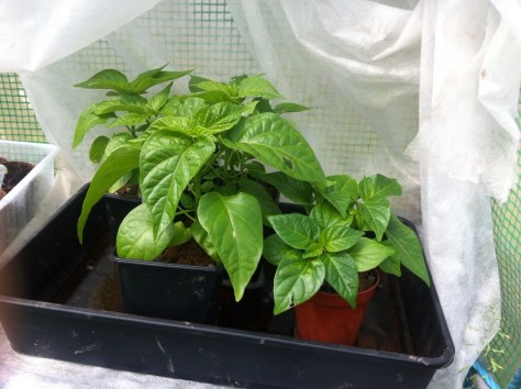 20140526-115640 am-43000166.jpg